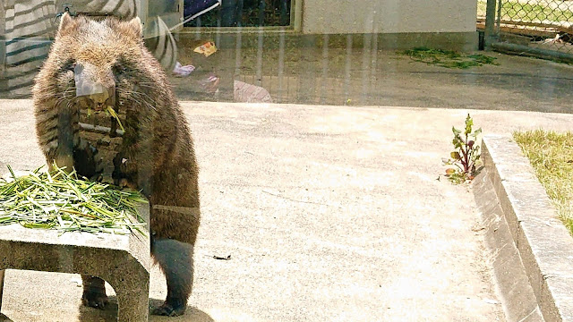 大阪府池田市 五月山動物園 ウォンバット