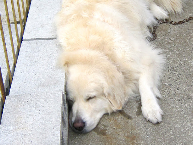 アスファルトの上で眠っている犬