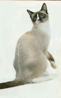 Snowshoe United States Cat Crossbreed