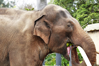 asian elephant