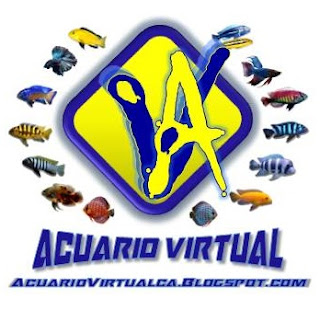  @AcuarioVirtualValencia