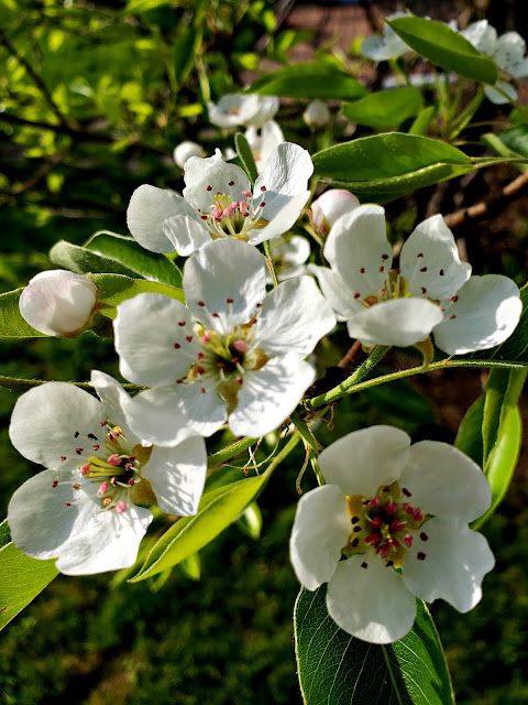 May 17, 2018 Finding joy in the blossoms of our apple tree