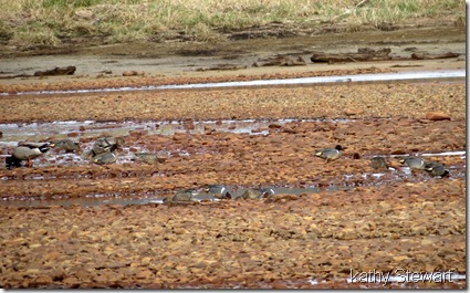 Green Wing Teal