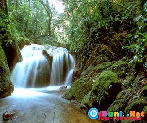 Hutan hujan terbesar didunia