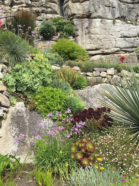 St Micheal's Mount - beautiful succulents