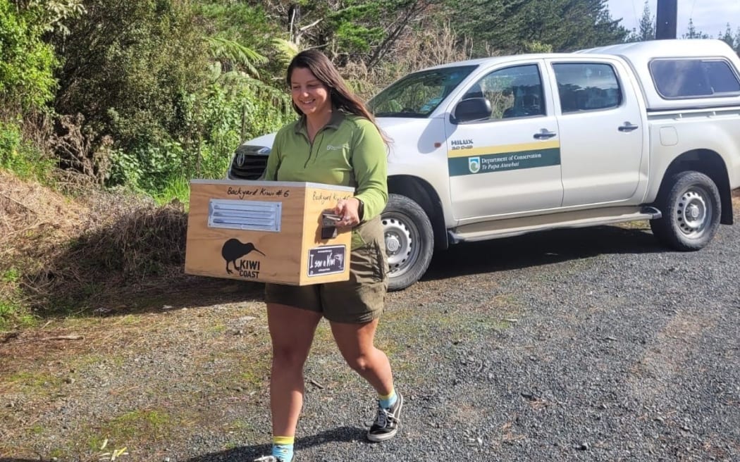 Nhân viên kiểm lâm của Cục Bảo tồn, Nikki Hartley mang con chim kiwi trở về Núi Tiger. Ảnh: Cục Bảo tồn