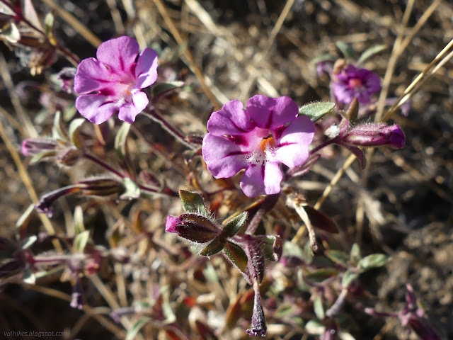 63: pink flower with a face