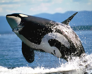 killer whales wallpaper