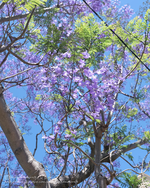 澳洲 悉尼 Australia Sydney 藍花楹 Kirribilli Milson Park Jacaranda