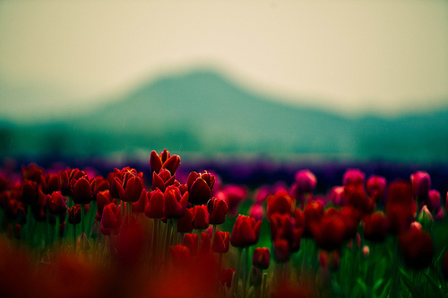 flower photography tumblr