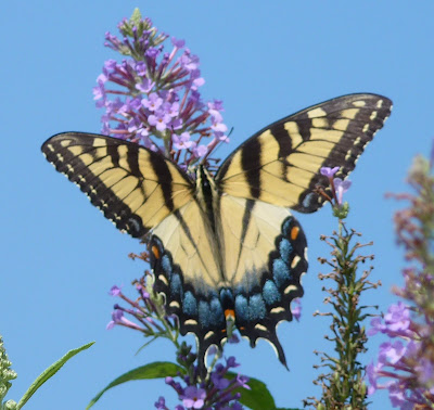 female tiger swallowtail