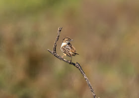 Zitting Cisticola - Oued Souss, Morocco