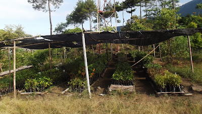 Persemaian Bukit Lambosir Gunung Ciremai