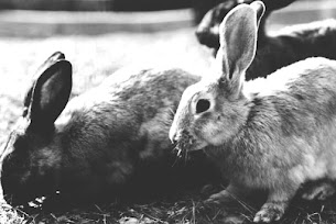 Can A Rabbit Live For 20 Years?