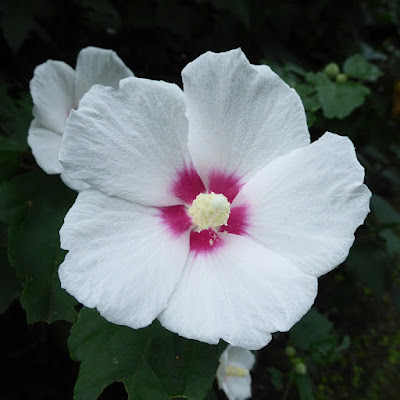 花博記念公園鶴見緑地　ムクゲの花