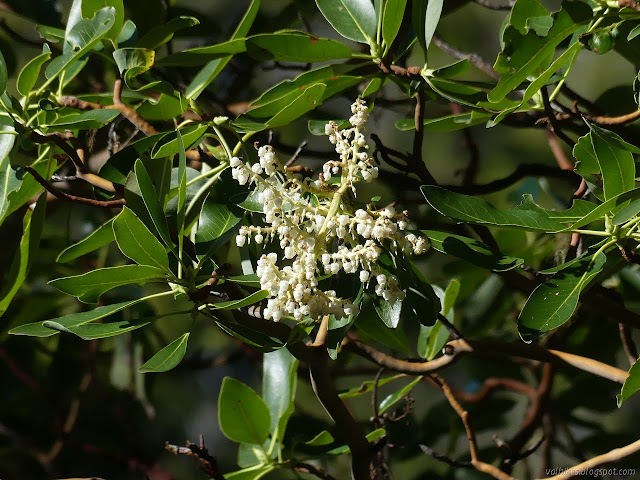 small white bells of madrone