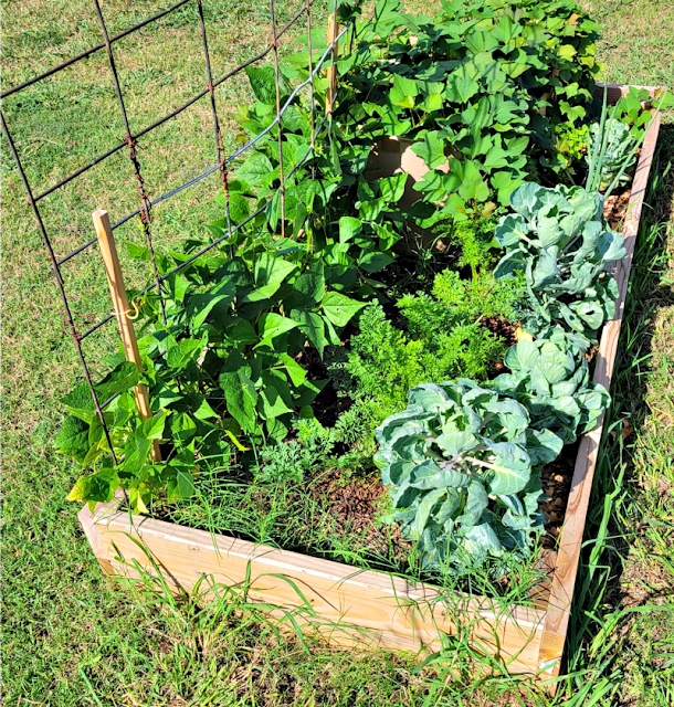Vegetable plants in a raised garden bed with a trellis