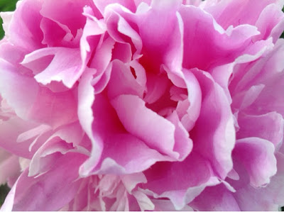 Pink Peony