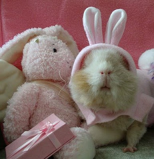 funny crazy animals photo of real easter bunny with pink bonnet and new ears