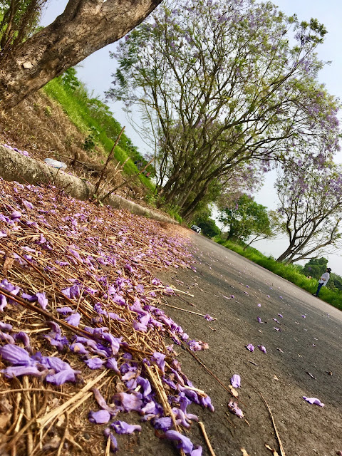 Jacaranda trees tunnel in Chiayi, Taiwan