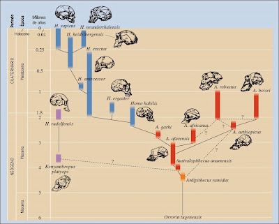 Resultado de imagen de fósiles & evolución