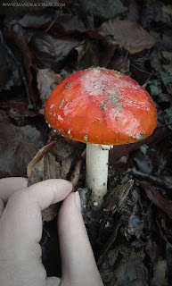 Amanita Muscaria, Fly Agaric, Falsa Oronja, Mandragoreae by Victoria Francés