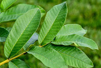 Psidium guajava