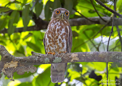 Burung Hantu Punggok Coklat (Ninox scutulata)