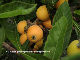 収穫期を迎えたビワの果実