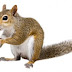 Squirrels Removal & Pest Control London Ontario