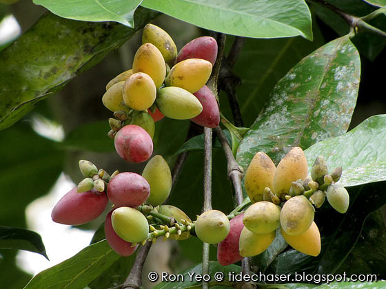 Contoh Gambar Bunga  Dari  Kulit  Jagung  Contoh Kar