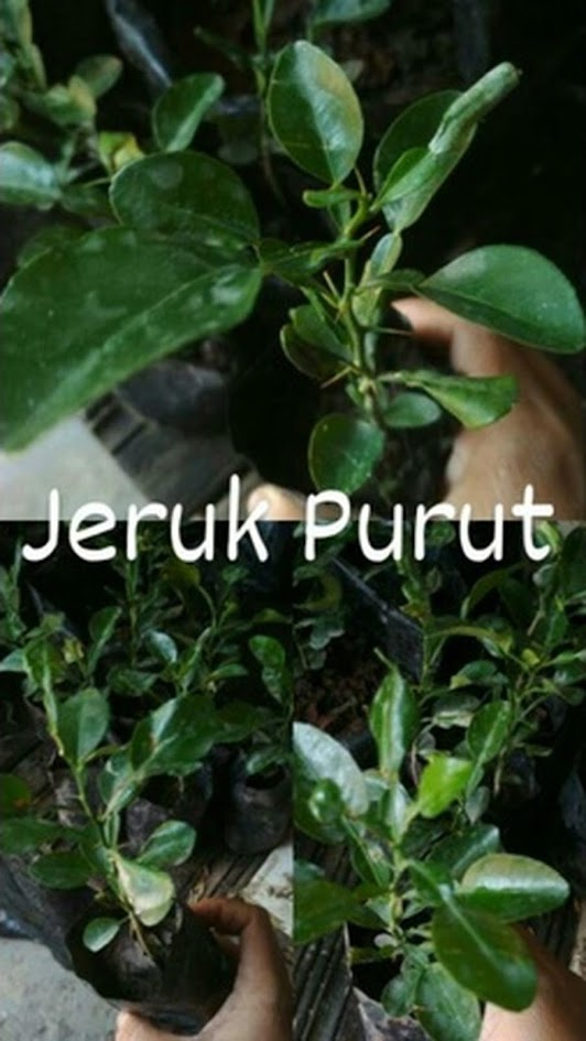 Pohon Jeruk Purut Daun Jeruk Untuk Bumbu Masak Pohon Sedang Sumatra Utara