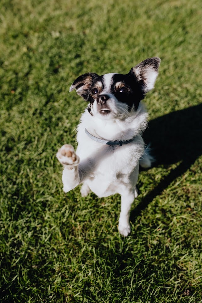How to Stop Your Dog from Growling