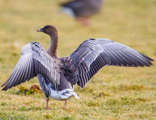 Anser brachyrhynchus