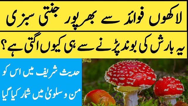 فائدے سے بھرپور جنتی سبزی ۔۔ یہ بارش کی بوند پڑنے سے ہی کیوں اگتی ہے؟