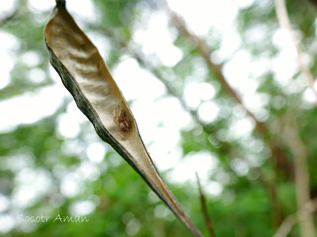 Araneae