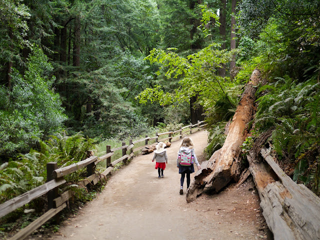 Muir Woods, California