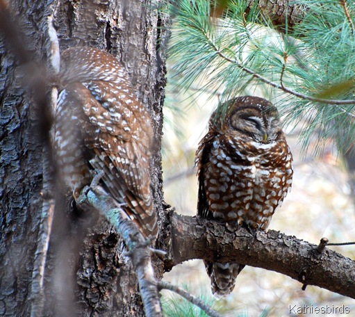1. Mex spotted owl-kab