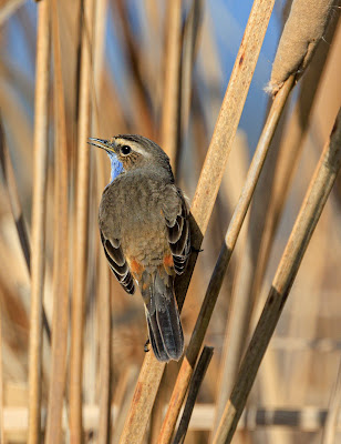 Bluethroat-luscinia-svecica