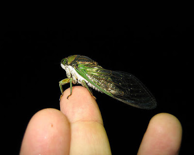 Photos of Tiny Animals In People's Hand