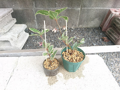 小さな鉢植え　ミニ盆栽