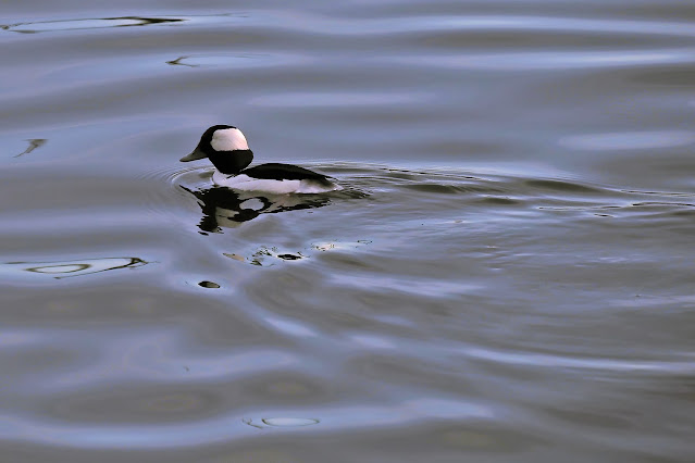 Lake Merritt, Oakland, California, Bird, birder, birdwatching, nature, photography, nature photography, Bufflehead duck