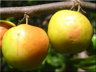 Indian Jujube Fruit (Scientific name is Ziziphus mauritiana)