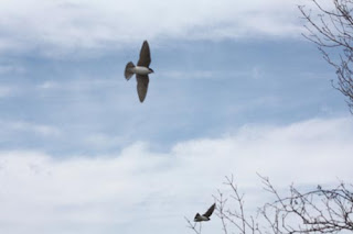 Tree Swallows.