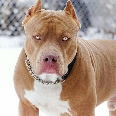 Pitbull Photos