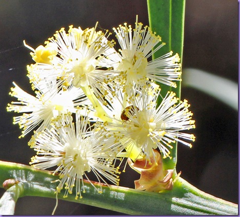 wattle-yellowness-sml