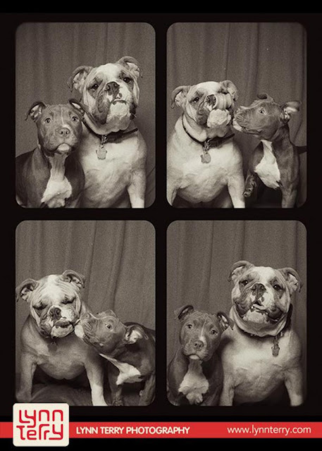 Photo Booth revela a natureza brincalhona e compassivo de todas as raças de cães