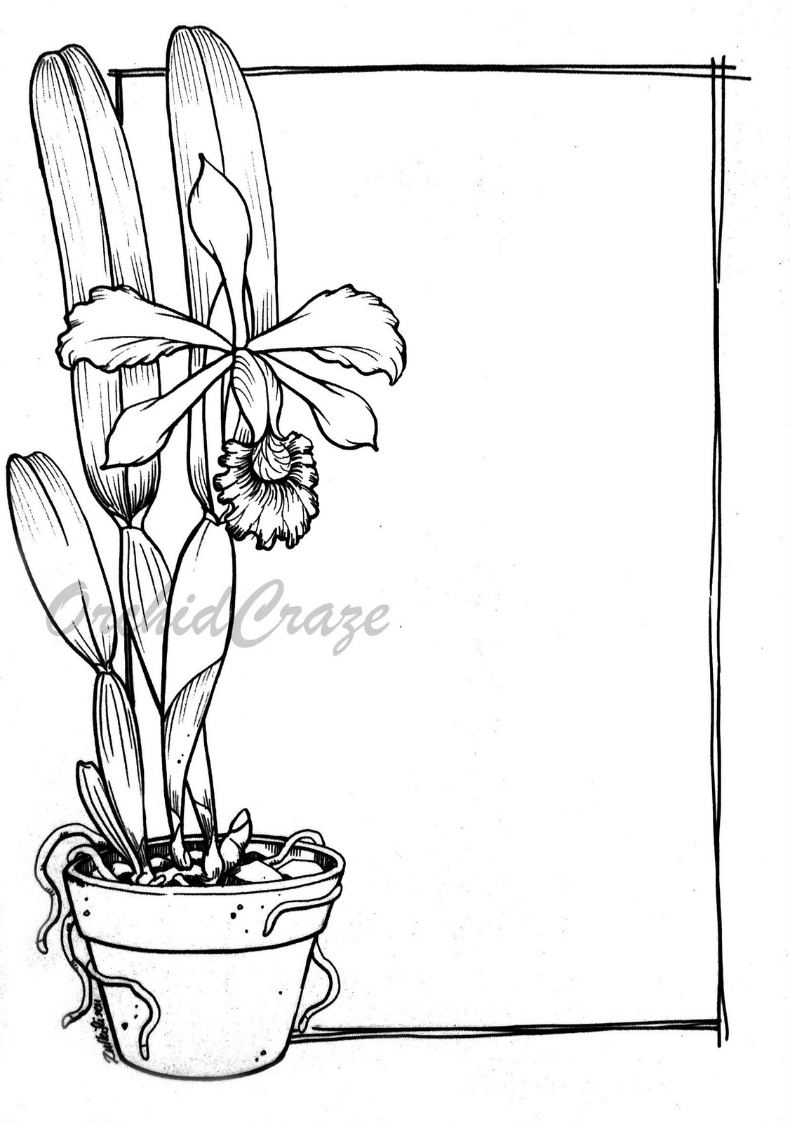 OrchidCraze Orchid Drawing 