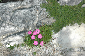 Alpine Pinks
