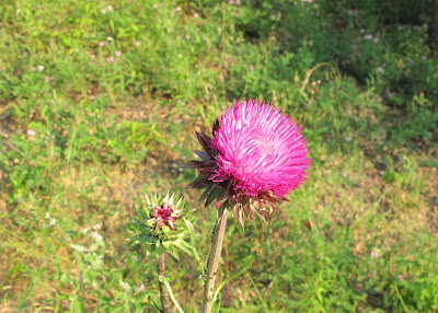 Bull thistle, Cirsium vulgare